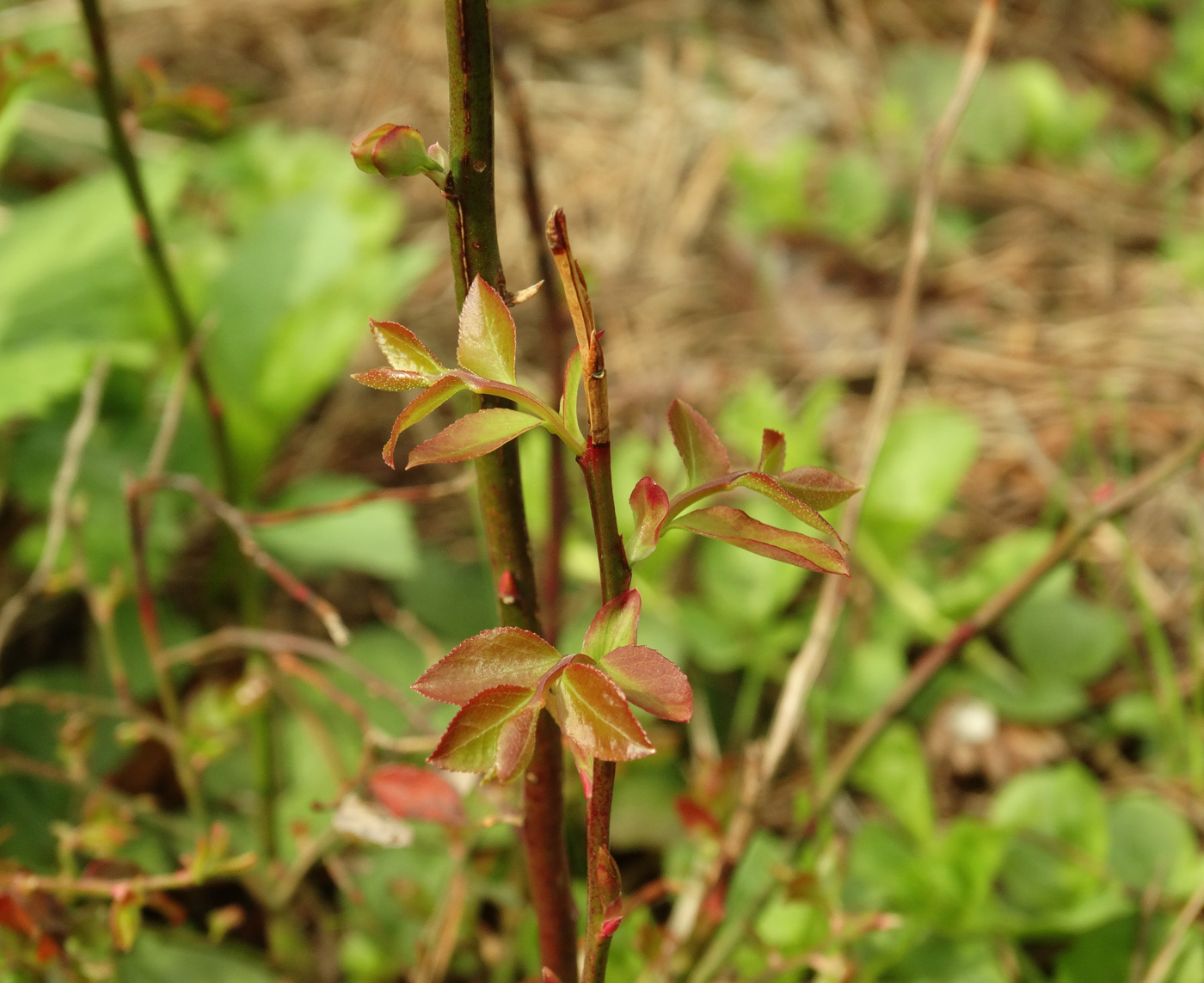 Изображение особи Vaccinium parvifolium.