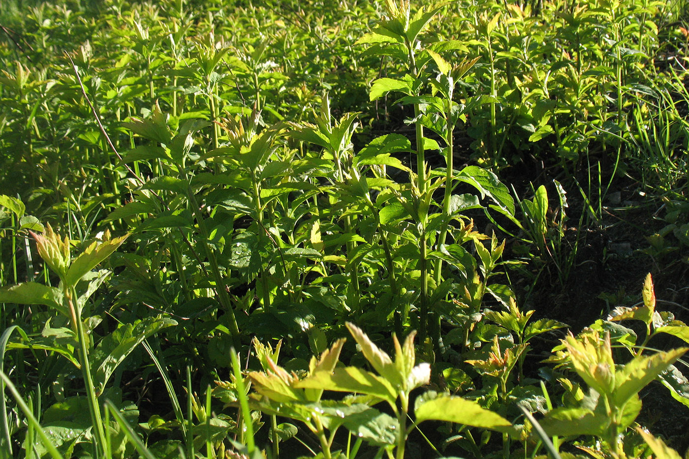 Image of genus Spiraea specimen.