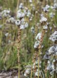 Plantago albicans. Верхушки побегов с соцветиями поражёнными галлами (возбудитель - Eriophyes barroisi). Испания, автономное сообщество Каталония, провинция Жирона, комарка Баш Эмпорда, муниципалитет Тороэлья-де-Монгри, окр. устья р. Тер, осушенный участок маршевого луга \"Платера\" (Platera) с наносами песка. 12.05.2024.