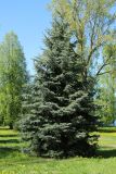 Picea pungens form glauca. Взрослое дерево. Беларусь, Витебская обл., г. Лепель, Центральный парк, в культуре. 03.05.2024.