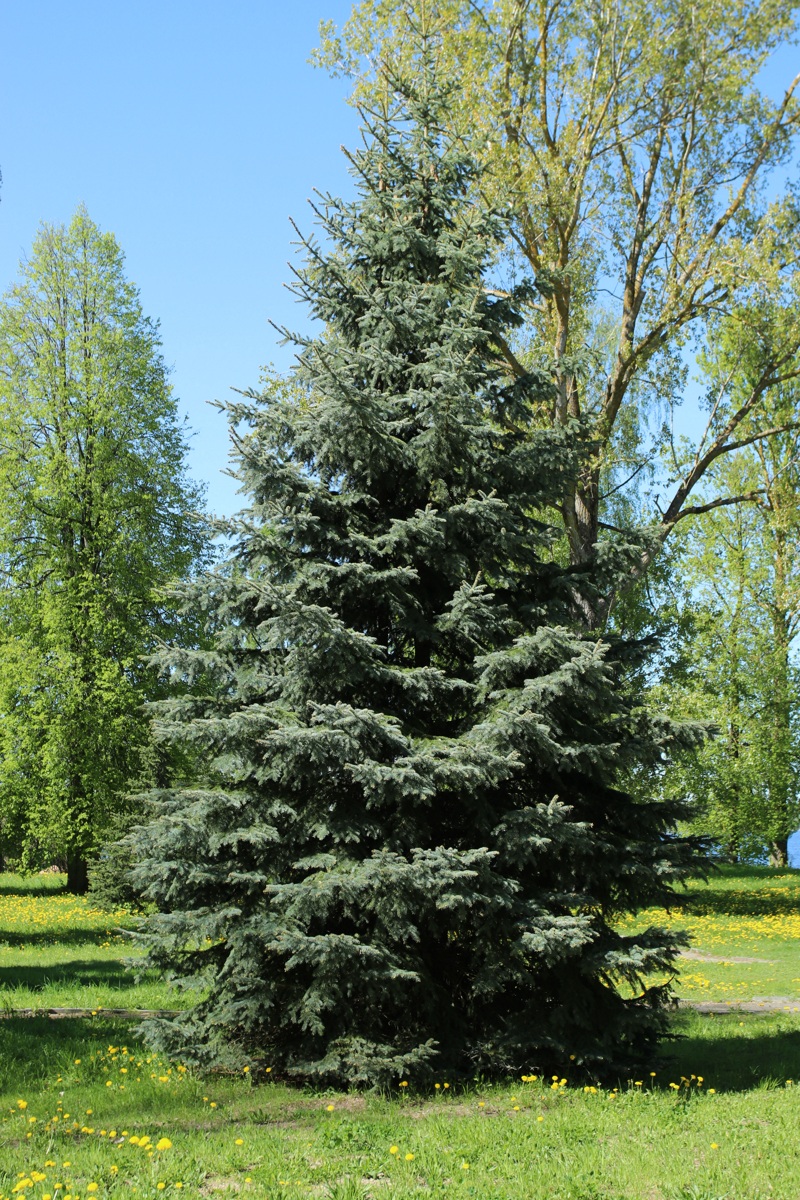 Image of Picea pungens f. glauca specimen.