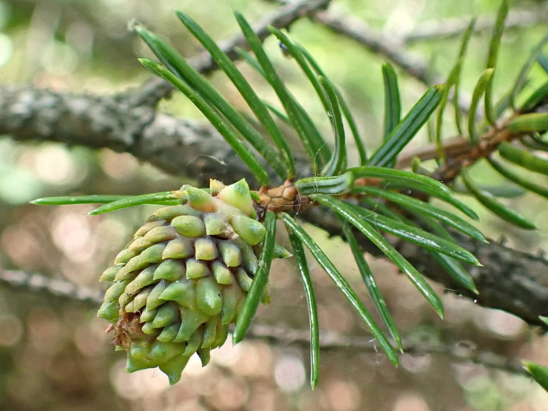 Изображение особи Picea ajanensis.