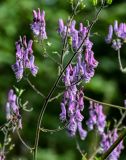 Aconitum septentrionale