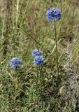 Allium caeruleum