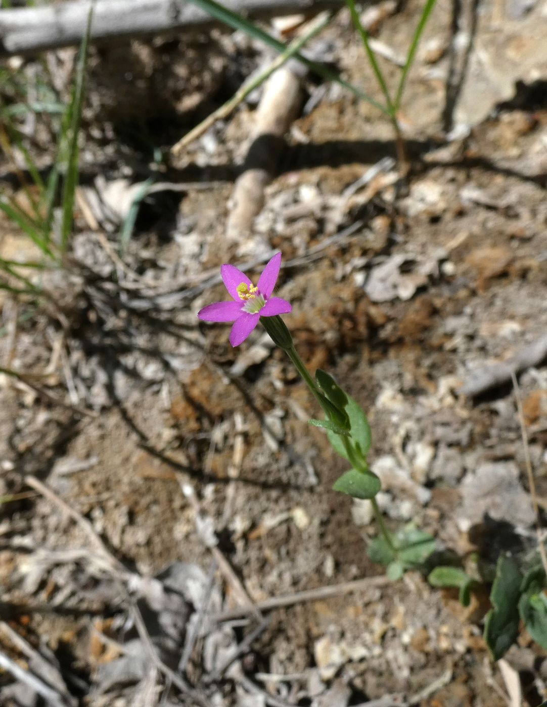 Image of Centaurium pulchellum specimen.