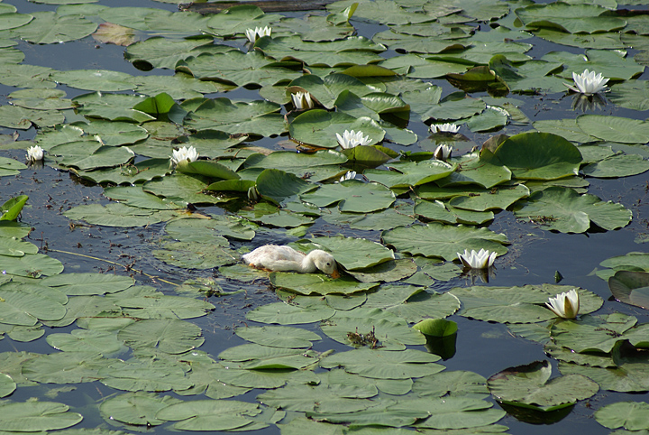 Изображение особи Nymphaea candida.