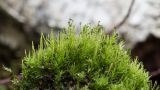 Aulacomnium palustre
