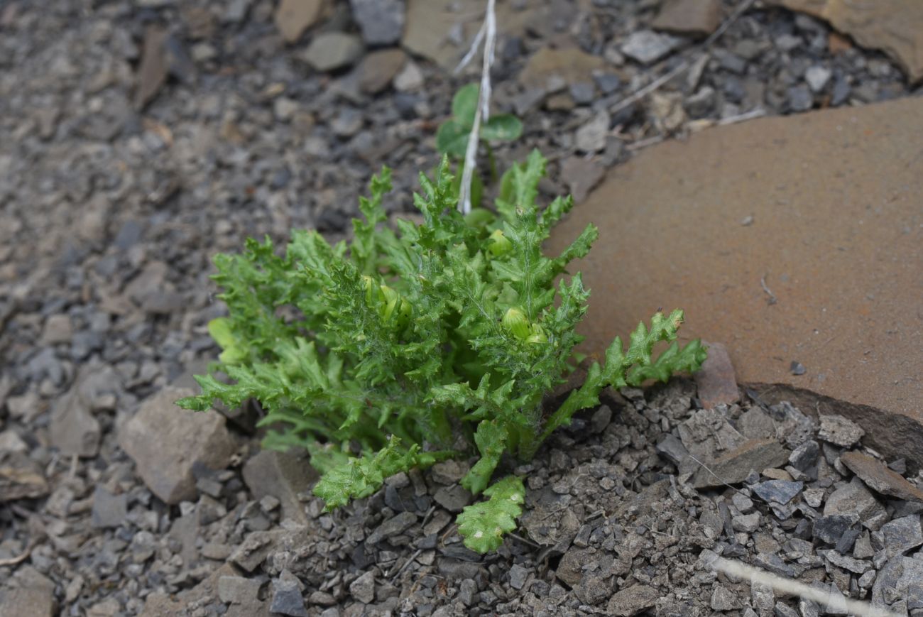 Изображение особи Senecio sosnovskyi.