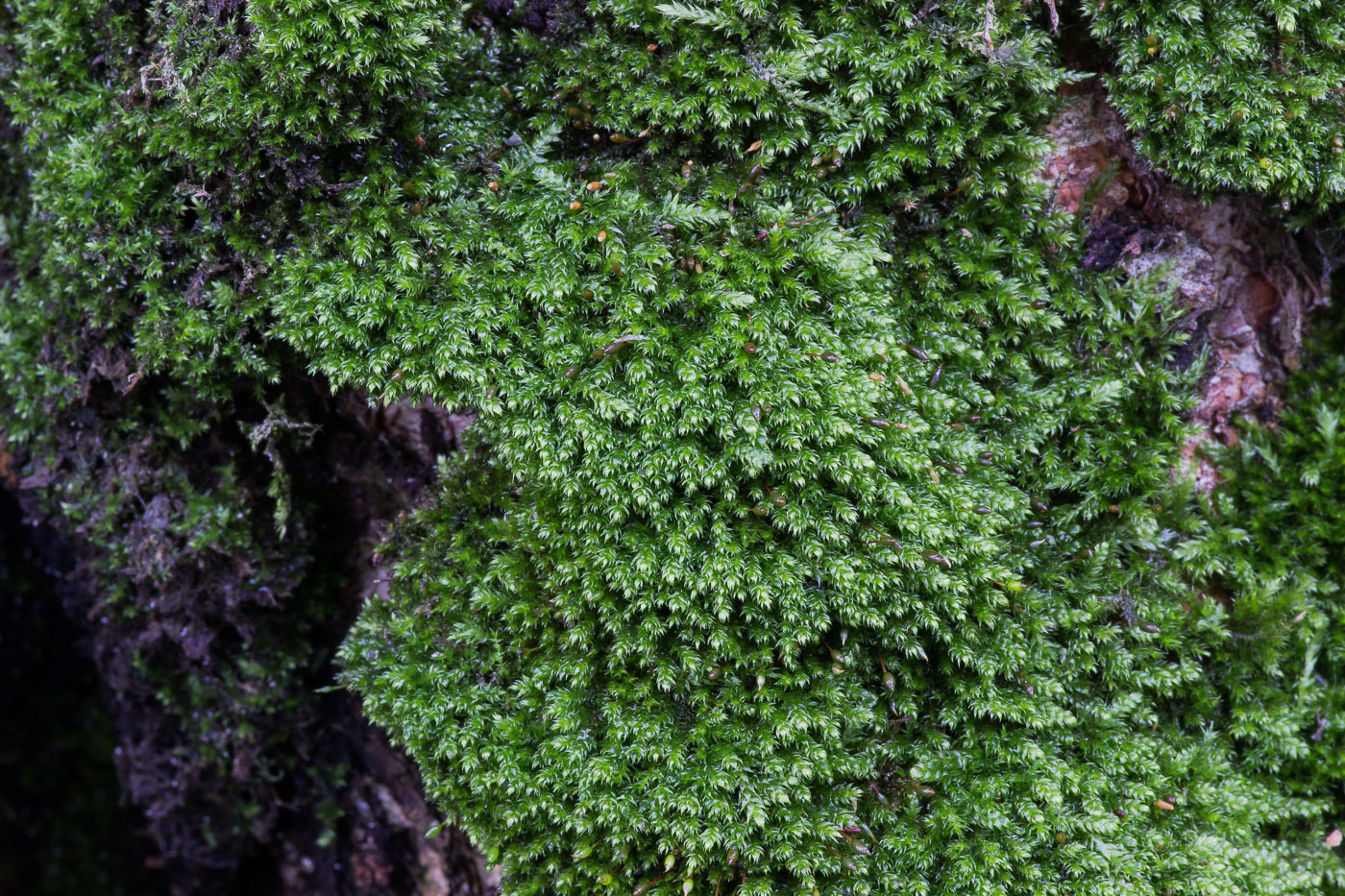 Image of Pterigynandrum filiforme specimen.