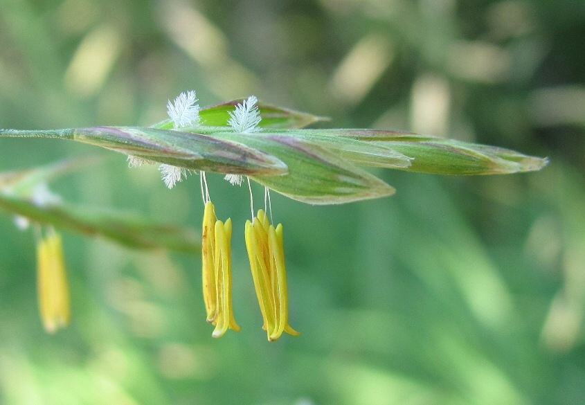 Image of Bromopsis inermis specimen.