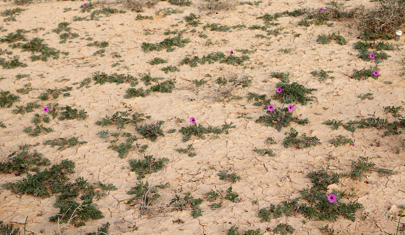 Image of Erodium crassifolium specimen.