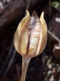 Image of taxon representative. Author is Тулкин Тиллаев
