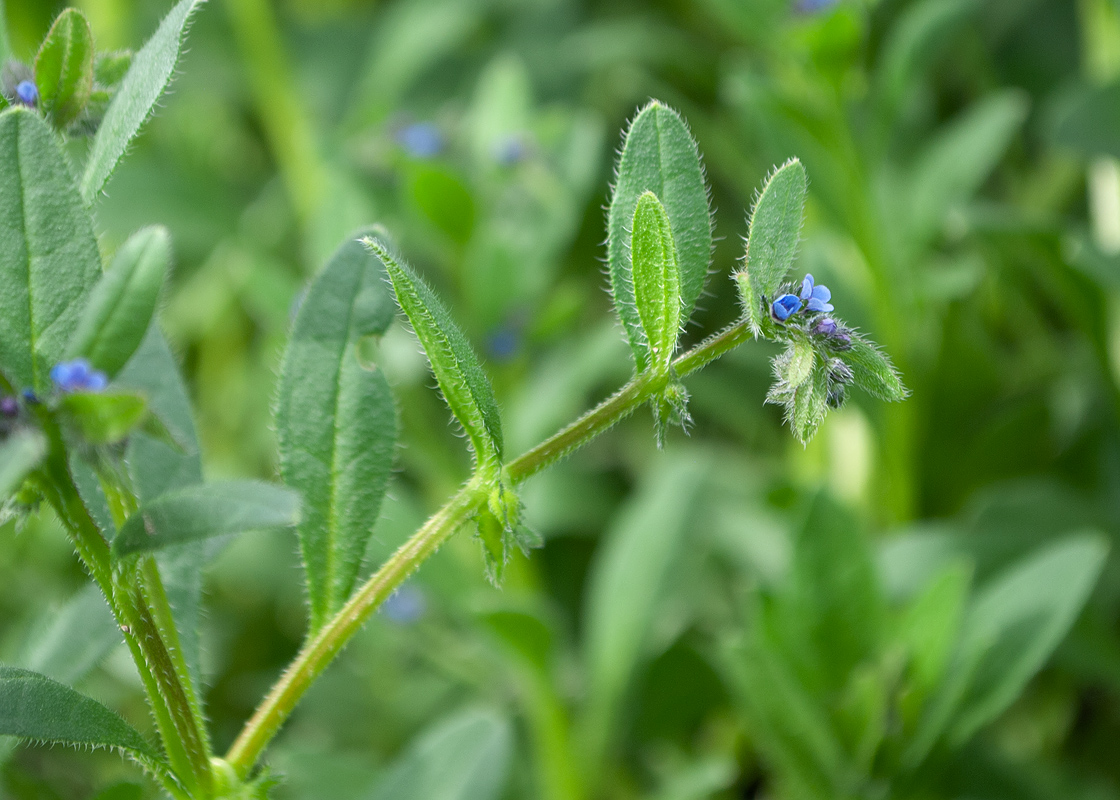 Image of Asperugo procumbens specimen.