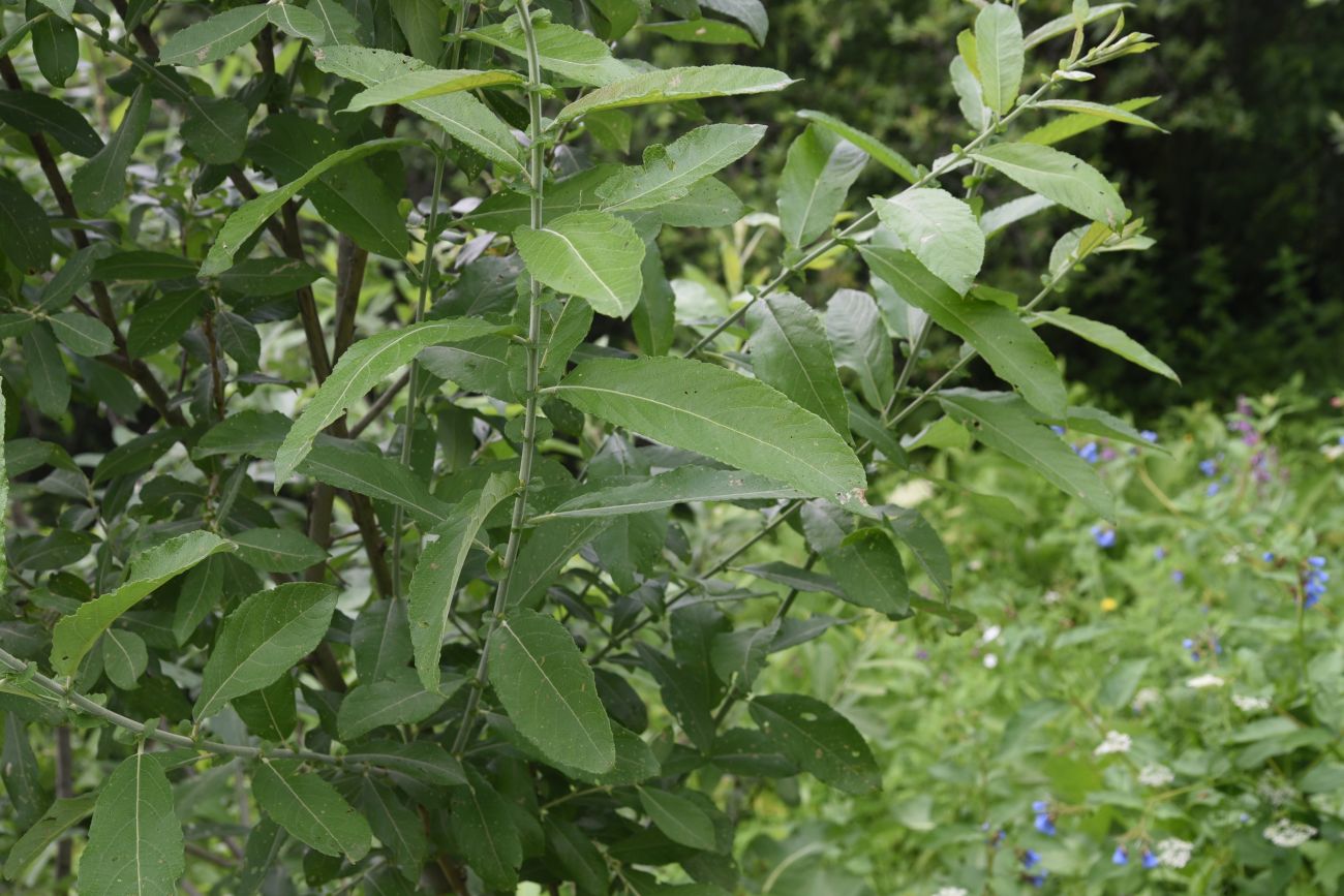 Image of Salix cinerea specimen.