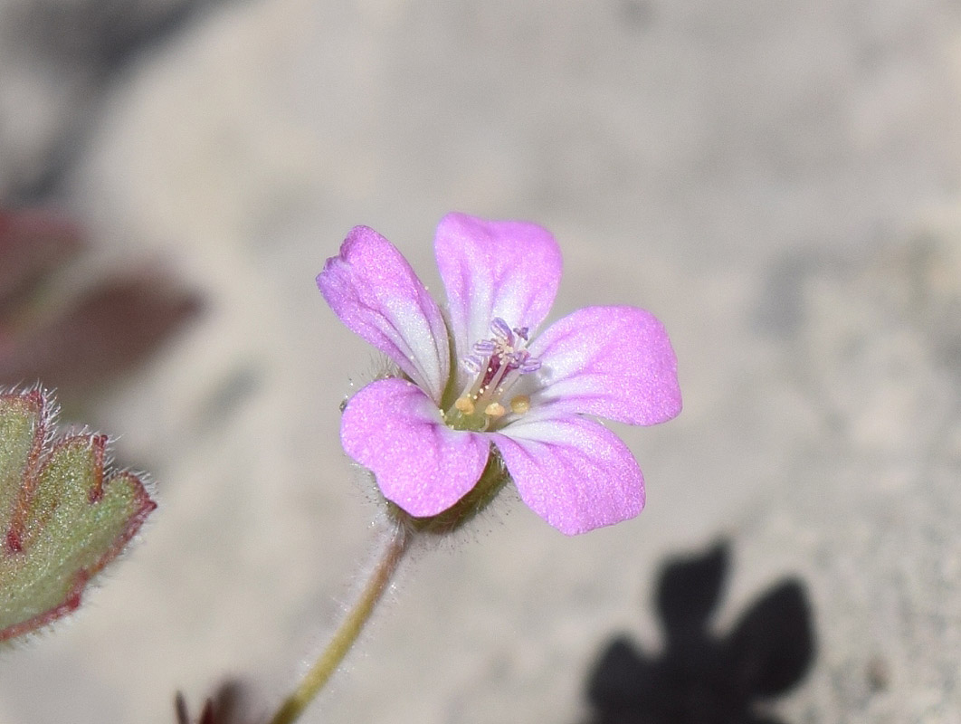 Изображение особи Geranium rotundifolium.