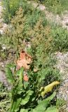 Rumex tianschanicus