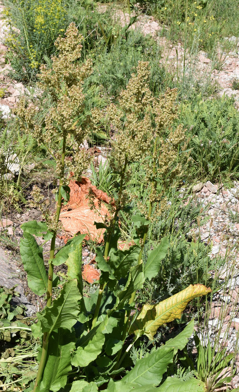 Image of Rumex tianschanicus specimen.