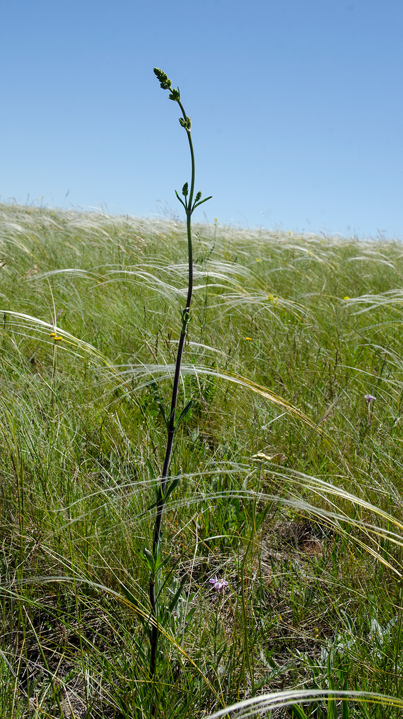 Image of Silene baschkirorum specimen.