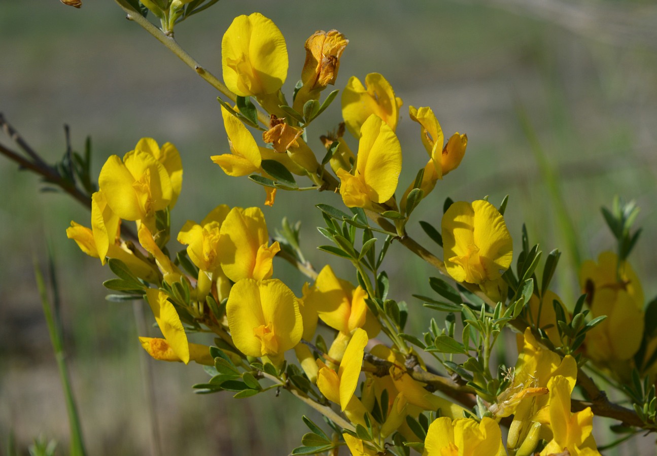 Изображение особи Chamaecytisus borysthenicus.