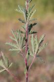 Potentilla pedata