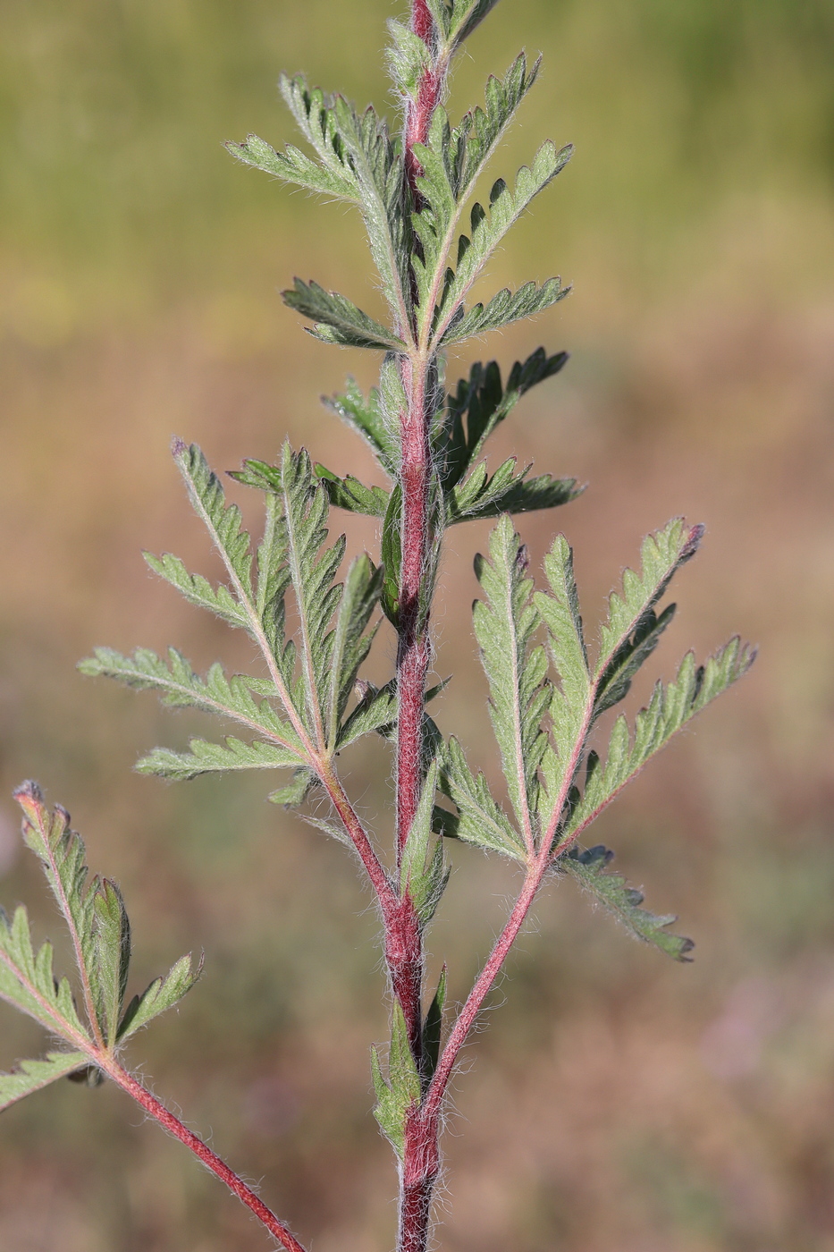 Изображение особи Potentilla pedata.