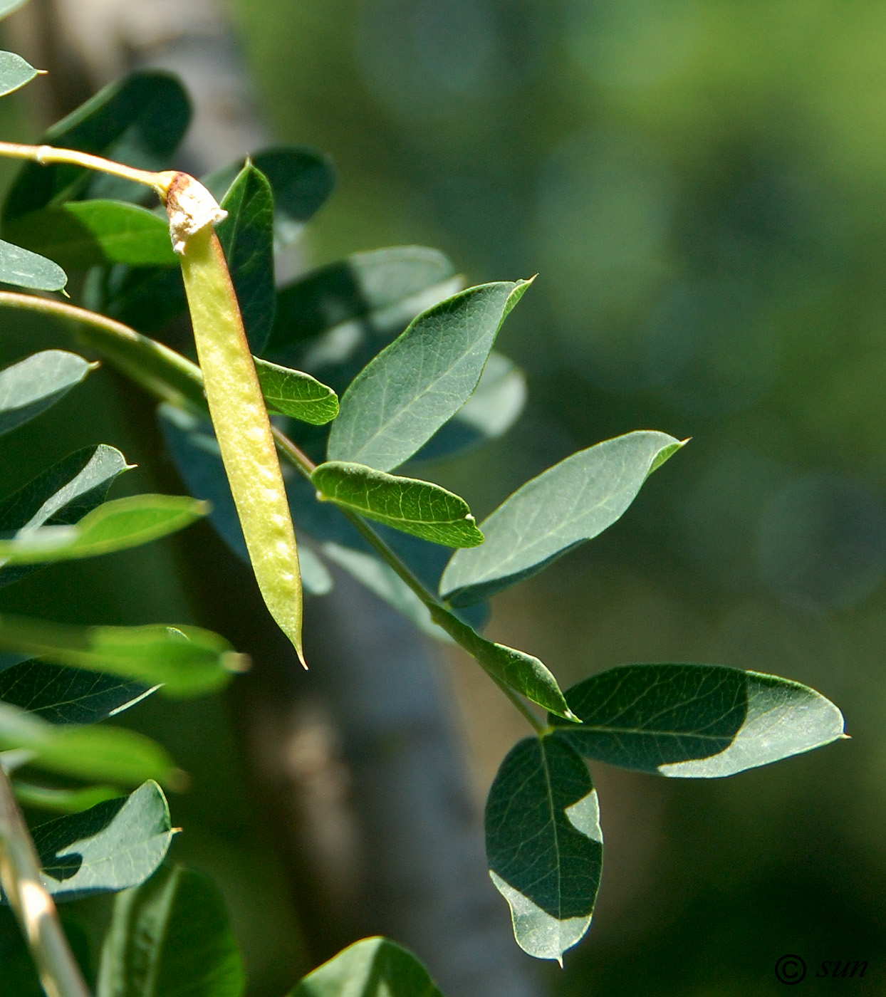 Изображение особи Caragana arborescens.