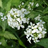 Cardamine leucantha