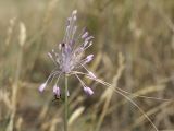 Allium praescissum. Верхушка побега с соцветием и самцом пчелы Megachile sp. Крым, Керченский п-ов, окр. пос. Приморский, нарушенная полынно-типчаковая степь. 6 июля 2025 г.