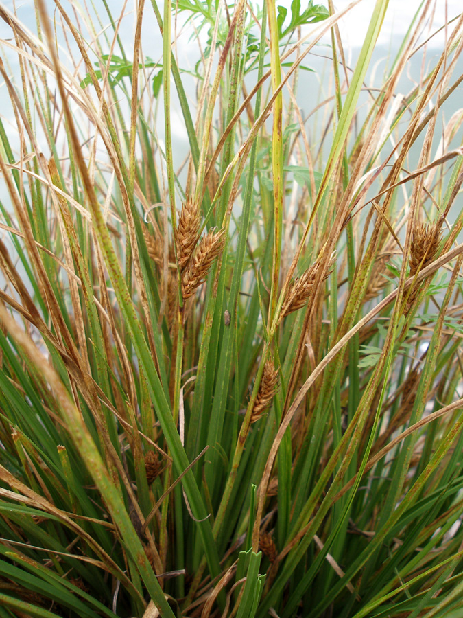 Image of Carex hordeistichos specimen.