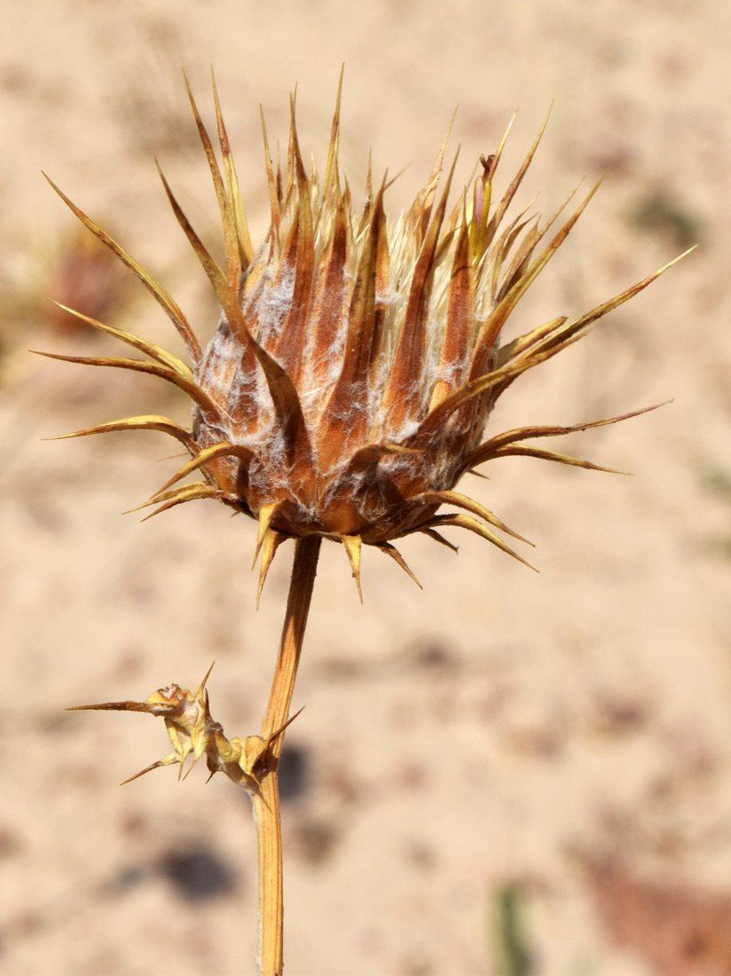 Image of Cousinia angreni specimen.
