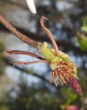 Magnolia × soulangeana. Завязавшийся плод. Узбекистан, г. Ташкент, Ботанический сад им. Ф.Н. Русанова, в культуре. 03.04.2022.