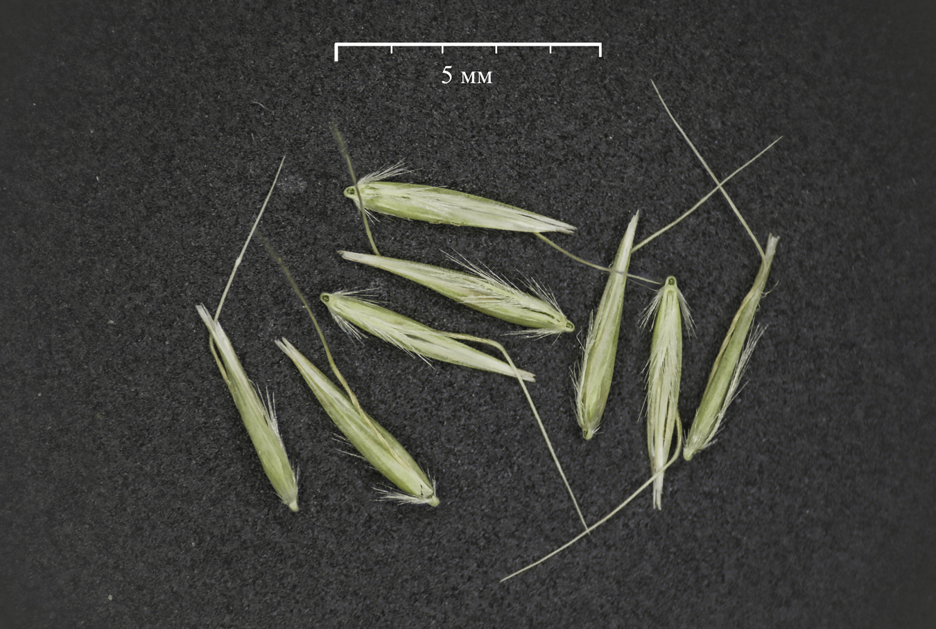 Image of Calamagrostis arundinacea specimen.