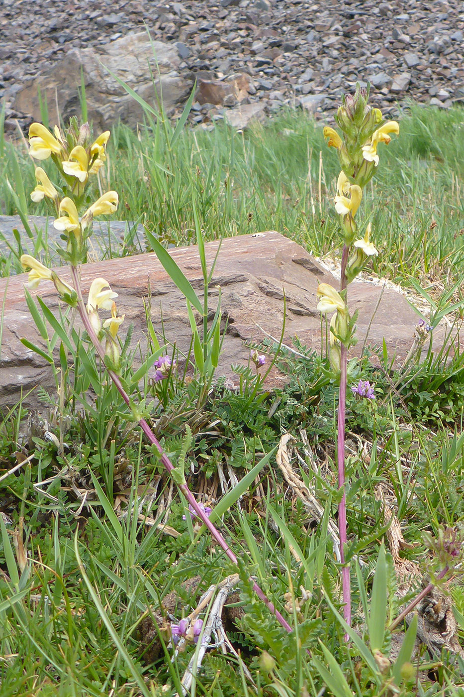 Изображение особи род Pedicularis.