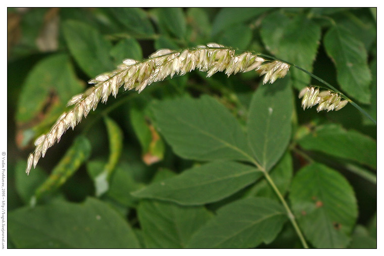 Image of Melica altissima specimen.