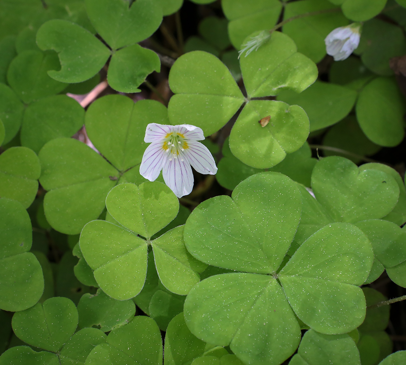 Изображение особи Oxalis acetosella.