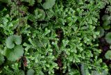 Selaginella kraussiana