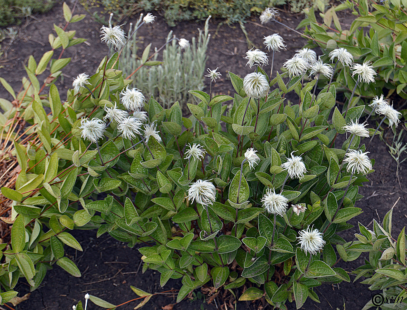 Image of Clematis integrifolia specimen.
