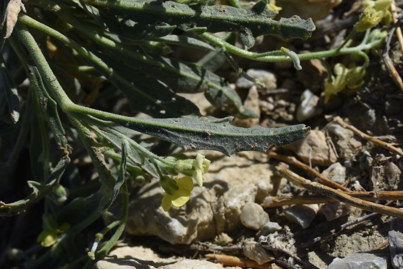 Image of familia Brassicaceae specimen.