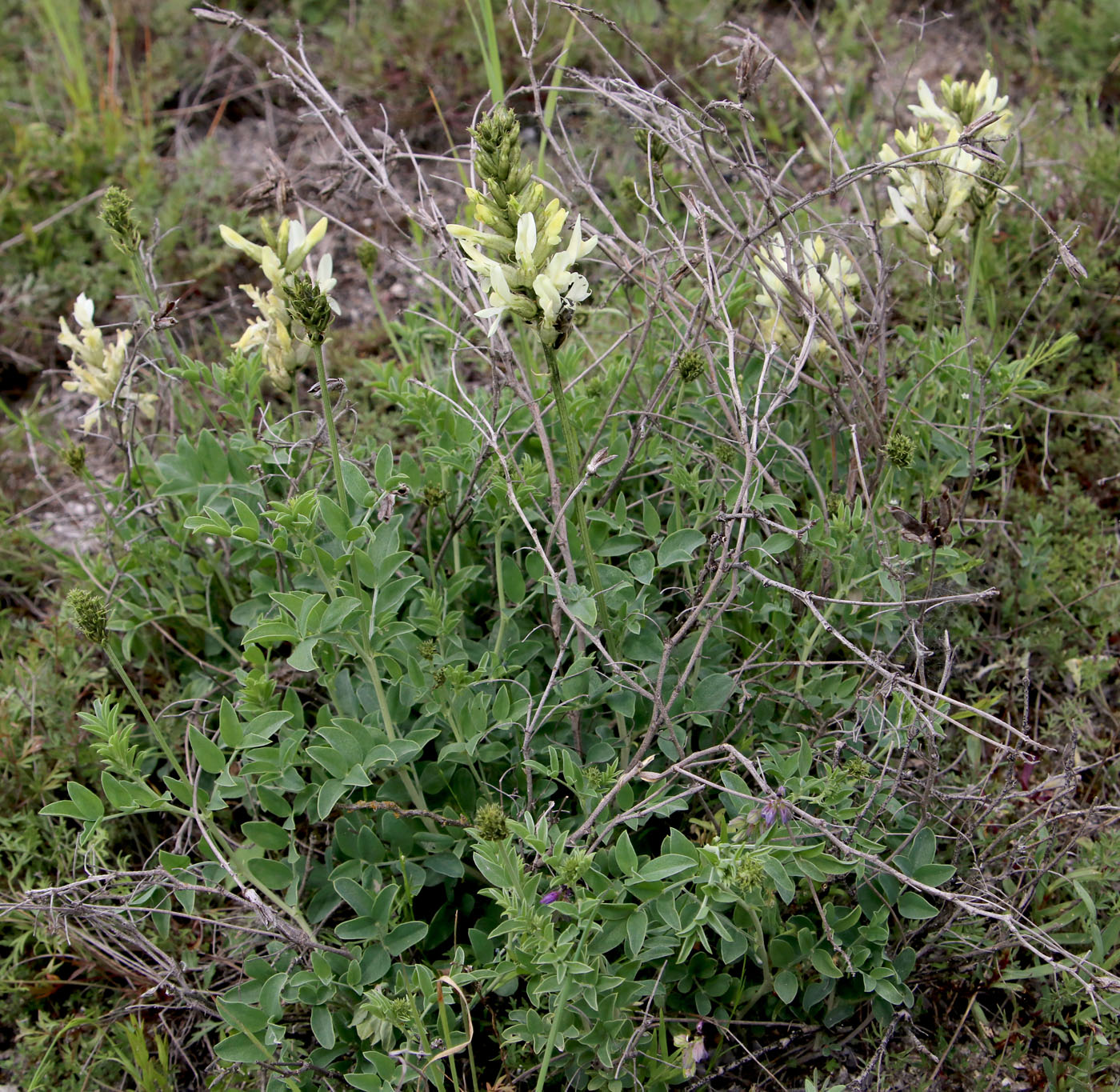 Изображение особи Astragalus albicaulis.