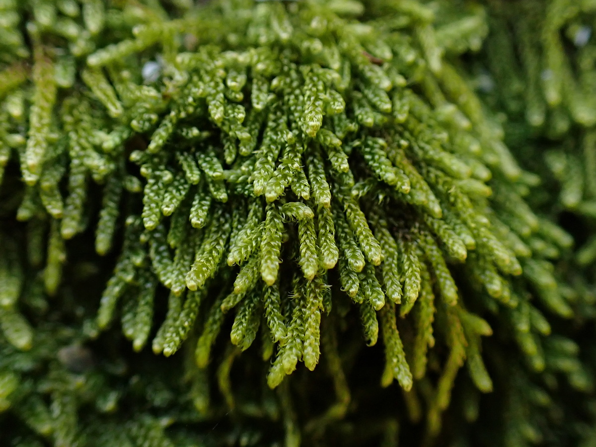 Изображение особи отдел Bryophyta.