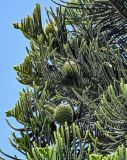 Araucaria heterophylla. Верхушки ветвей с шишками. Португалия, округ Лейрия, пос. Назаре, в культуре. 07.08.2025.