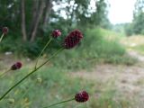 Sanguisorba officinalis