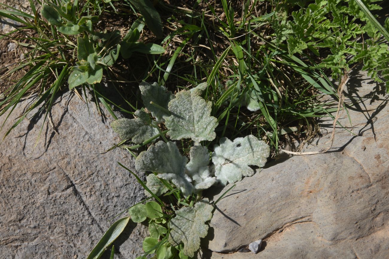 Image of Unknown species specimen.