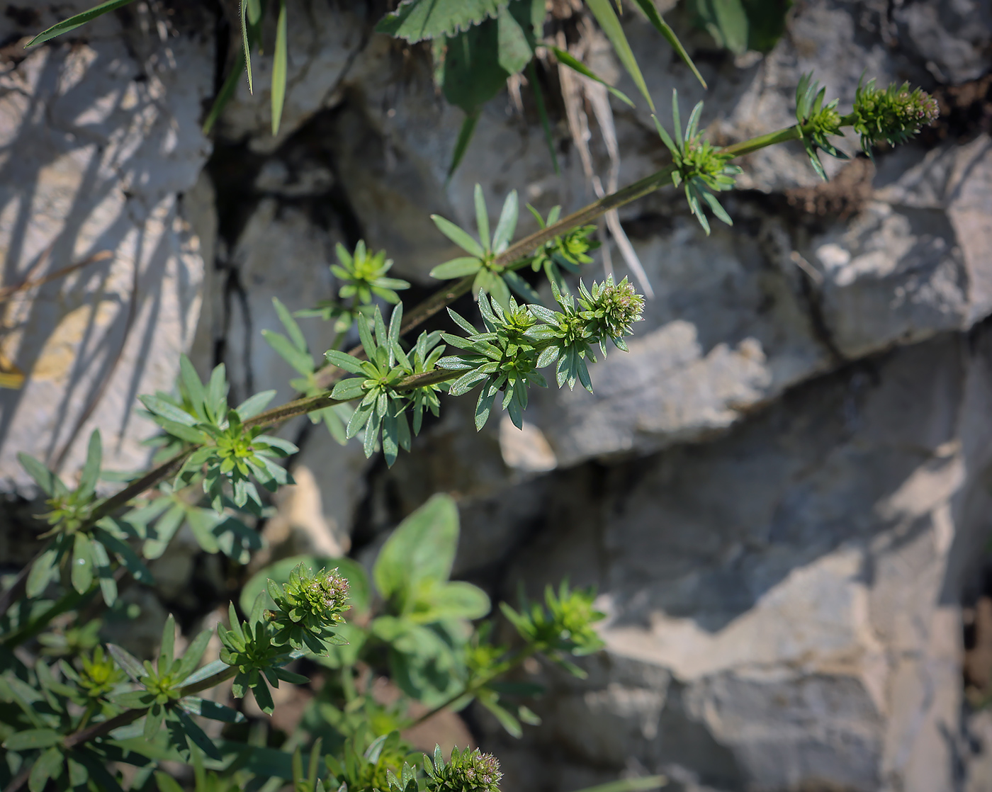 Изображение особи Galium mollugo.