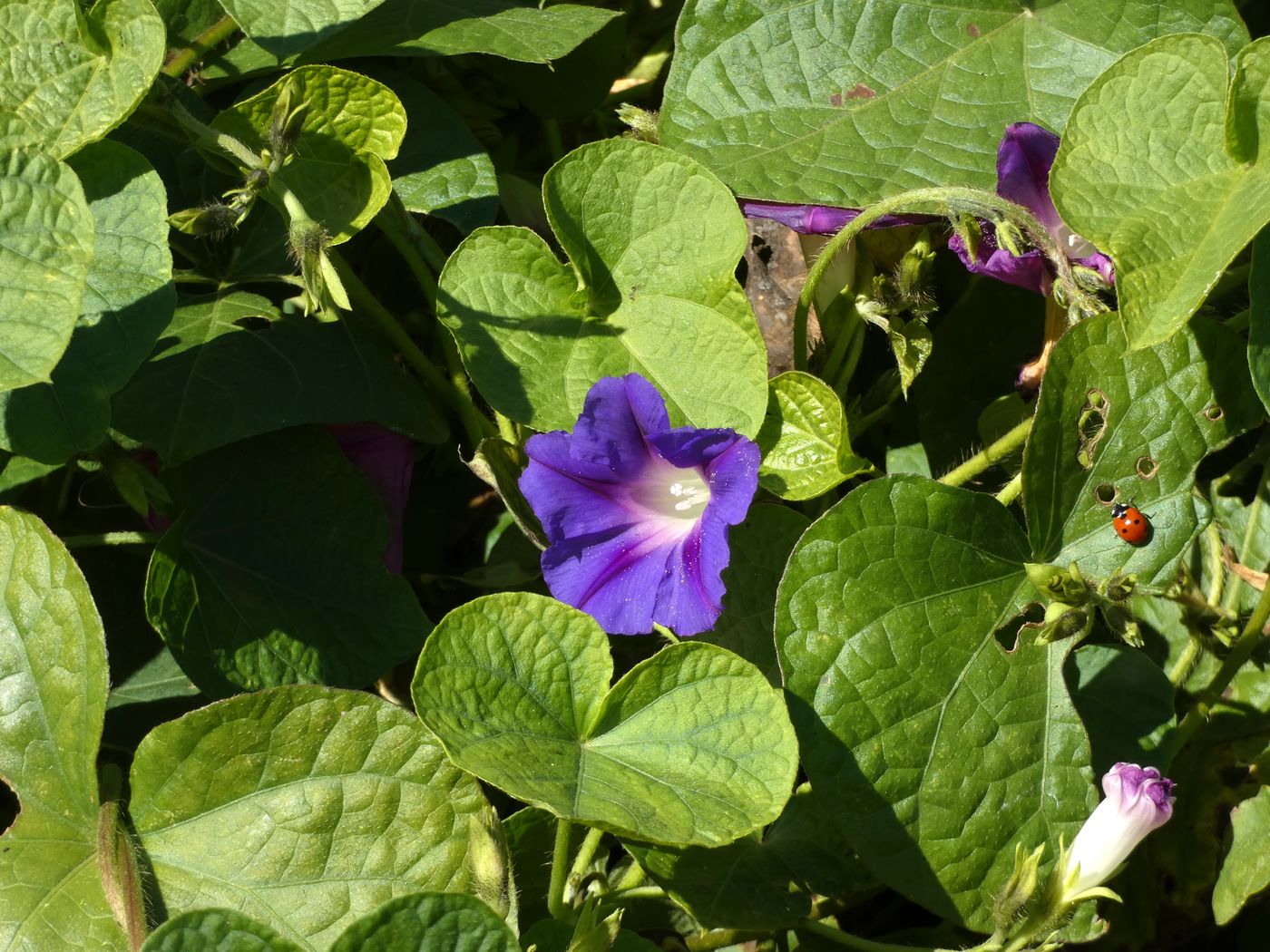 Изображение особи Ipomoea purpurea.