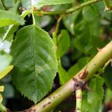 Rosa canina. Часть побега и лист. Челябинская обл., г. Челябинск, ботсад ЧелГУ, в культуре. 08.08.2022.