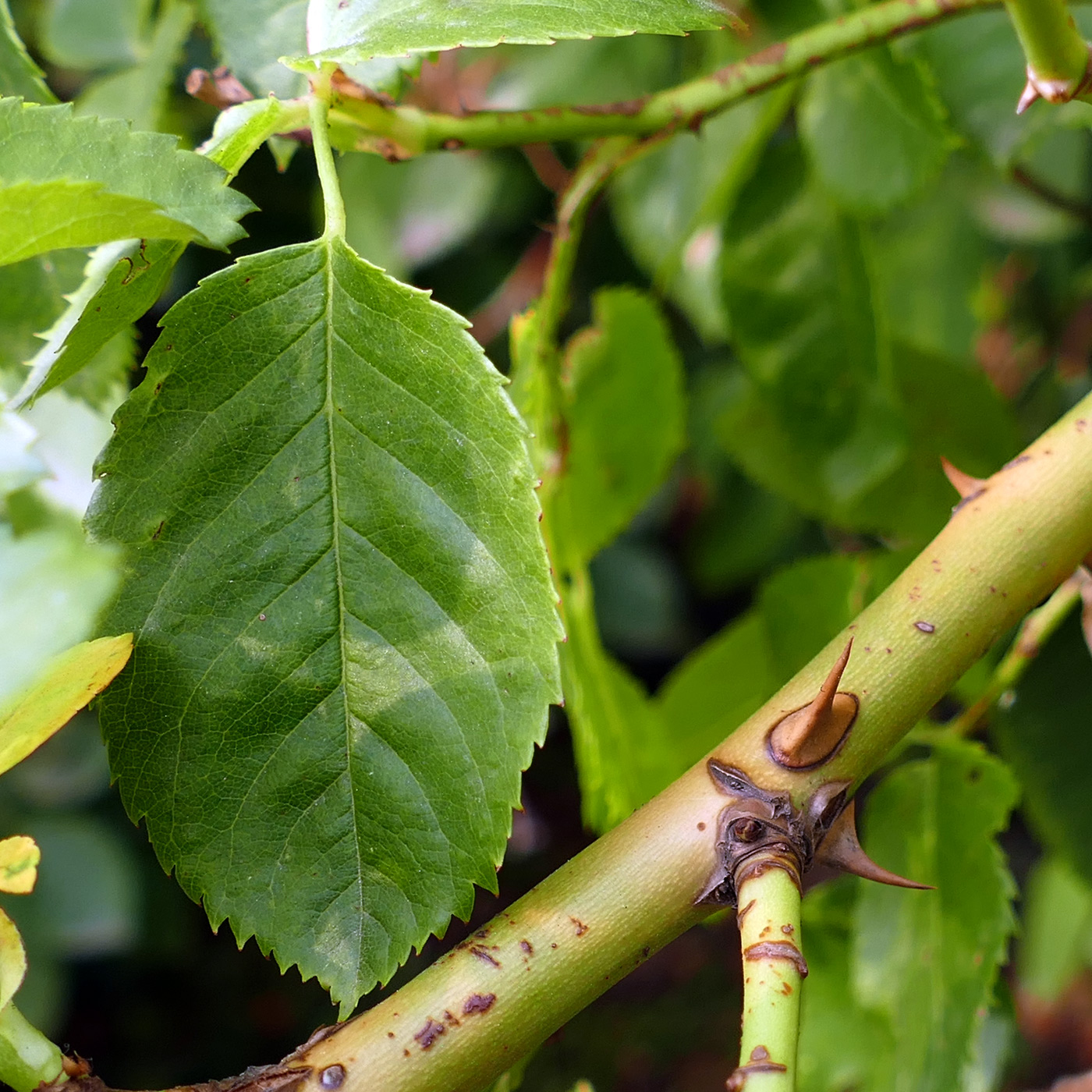 Изображение особи Rosa canina.