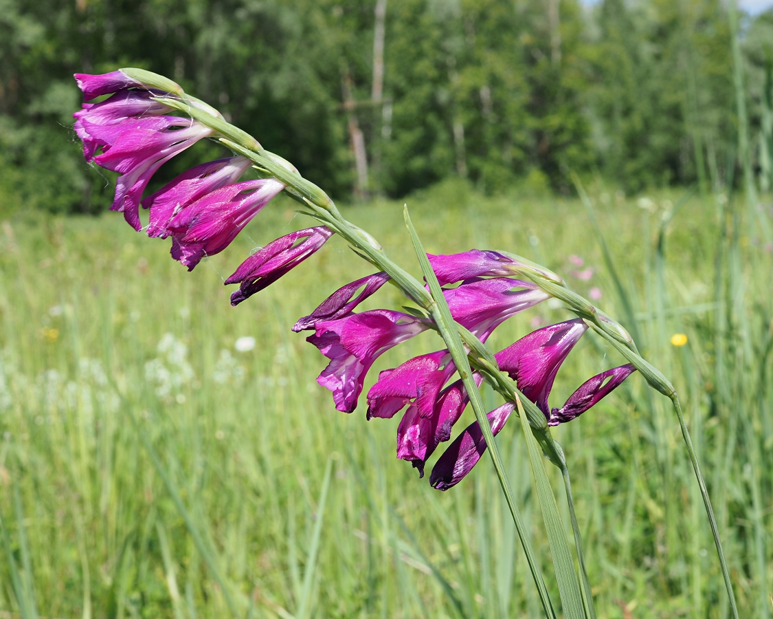 Изображение особи Gladiolus imbricatus.