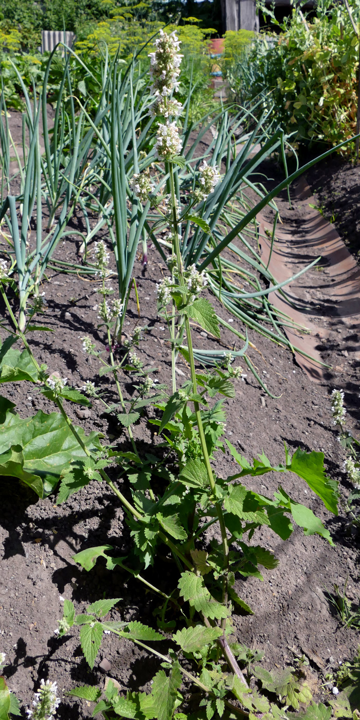 Image of Nepeta cataria specimen.