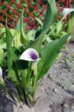 род Zantedeschia